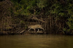 Jaguar hunting