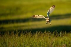 Hunting owl