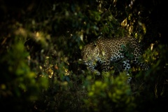 Leopard on the hunt