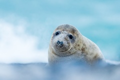 Helgoland Seal no2
