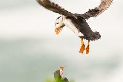 Landing Puffin