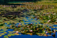 Parafrase over Monet