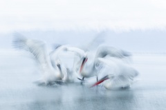 Pelican action