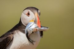Puffin with Fish