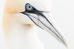 Gannet Portrait