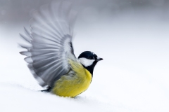 Ready for takeoff