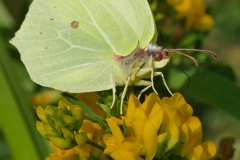 P9140044-crop2-1080