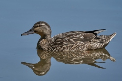 Lone Bredahl - Double Duck