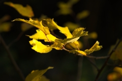 15_LNJ_P2