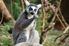 Lemur