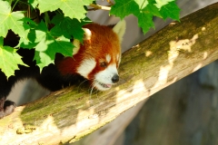 Rød panda