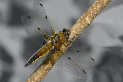 Libellula-quadrimaculata