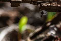 Mighty Ant